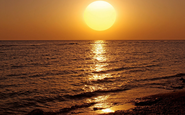 Sunset ocean surfer bird moon free wallpaper for desktop - medium preview image