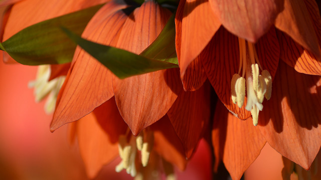 Close up flower leaves red free wallpaper for desktop - medium preview image