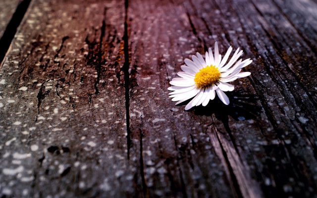 Daisy wooden table blurry background free wallpaper for desktop - medium preview image