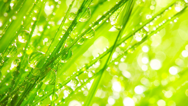 Dew drops macro grass green free wallpaper for desktop - medium preview image