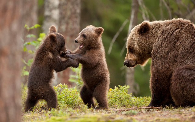 Three brown bears woods wildlife free wallpaper for desktop - medium preview image