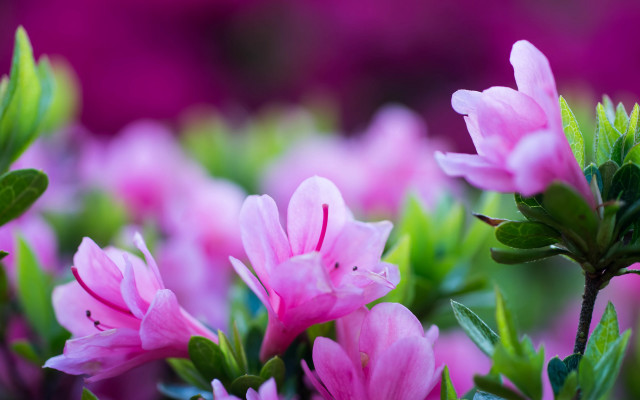 Pink flower bokeh leaves macro free wallpaper for desktop - medium preview image