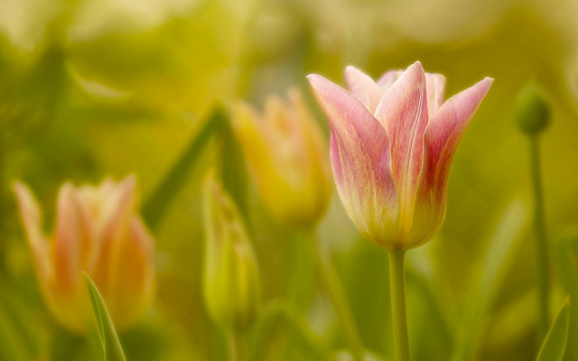 Pink flower green leaves bokeh free wallpaper for desktop - medium preview image