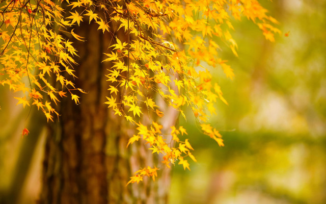 Fall leaves tree autumn blurry #3 free wallpaper for desktop - medium preview image