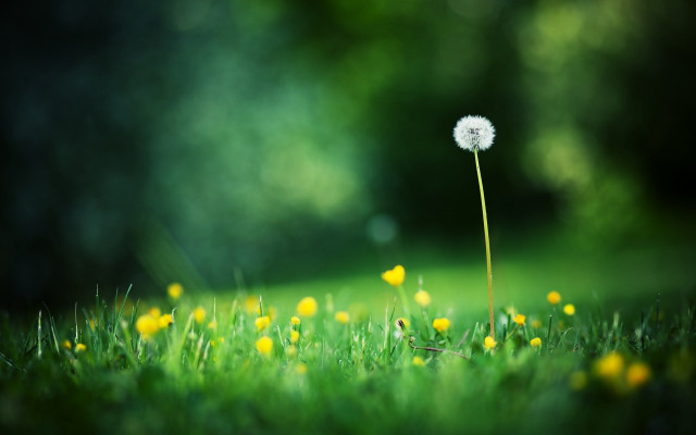 Dandelion field bokeh christmas nature free wallpaper for desktop - medium preview image