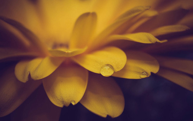 Yellow flower water droplets macro #22 free wallpaper for desktop - medium preview image