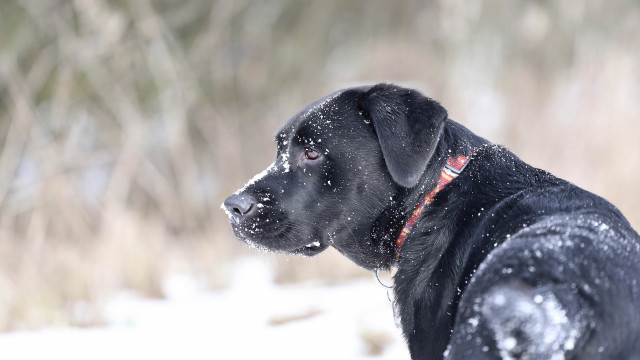 Black dog snow night starry free wallpaper for desktop - medium preview image