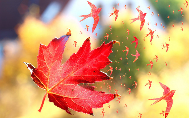 Red leaf tiny birds autumn free wallpaper for desktop - medium preview image