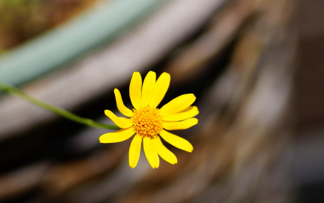 Yellow flower macro photorealism table free wallpaper for desktop - medium preview image