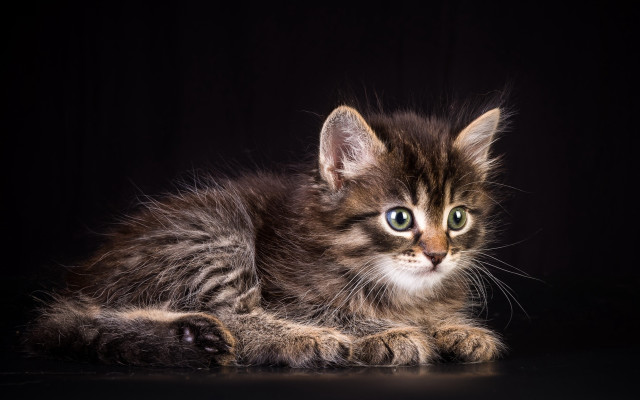Small kitten green eyes black free wallpaper for desktop - medium preview image