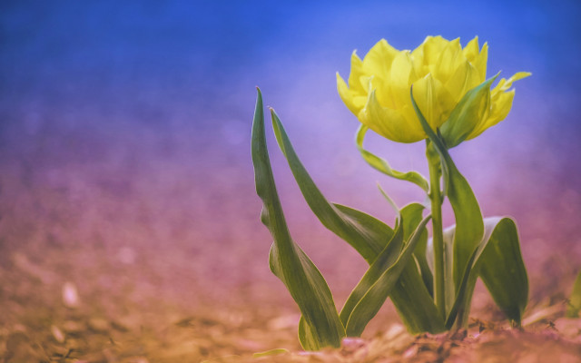 Yellow flower in field blue free wallpaper for desktop - medium preview image