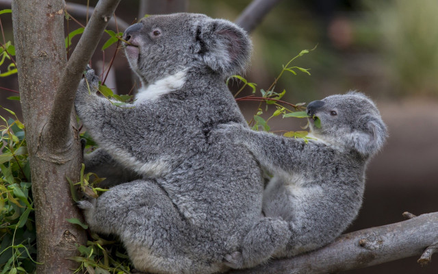 Koala cub tree branch zoo free wallpaper for desktop - medium preview image
