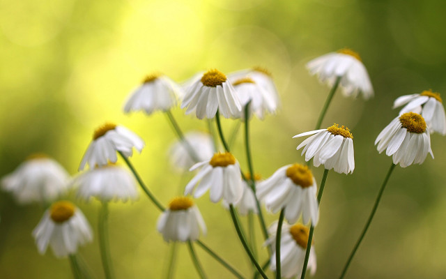 White flowers yellow centers vase free wallpaper for desktop - medium preview image