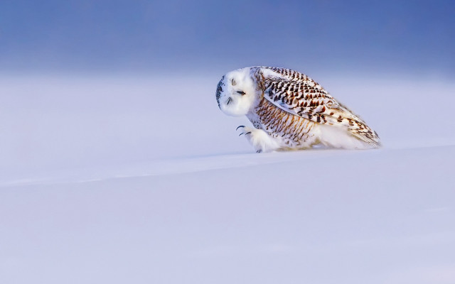 Snowy owl ground snow camera free wallpaper for desktop - medium preview image