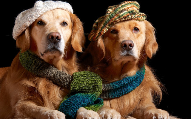 Dog hats scarves brown green free wallpaper for desktop - medium preview image