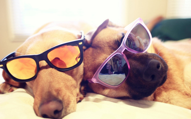Dog shiba inu sunglasses bed free wallpaper for desktop - medium preview image