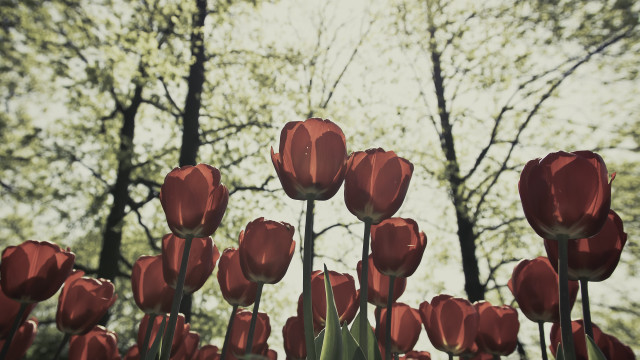 Red tulips autumn trees clouds free wallpaper for desktop - medium preview image