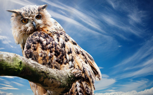 Large owl on branch blue free wallpaper for desktop - medium preview image