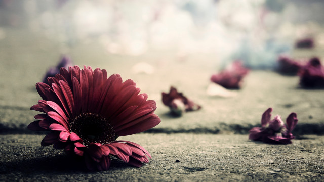 Red flower scattered petals blurry free wallpaper for desktop - medium preview image