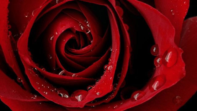 Red rose water droplets macro #54 free wallpaper for desktop - medium preview image