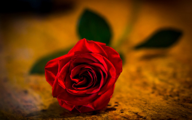 Red rose single table leaves free wallpaper for desktop - medium preview image