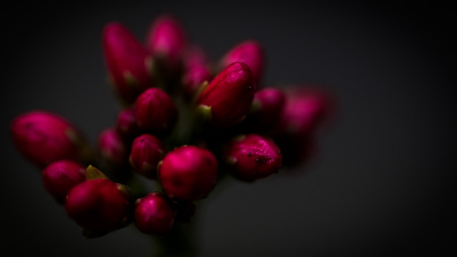 Red rose macro flower shallow free wallpaper for desktop - medium preview image