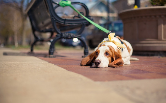 Dog leash bench arts crafts free wallpaper for desktop - medium preview image