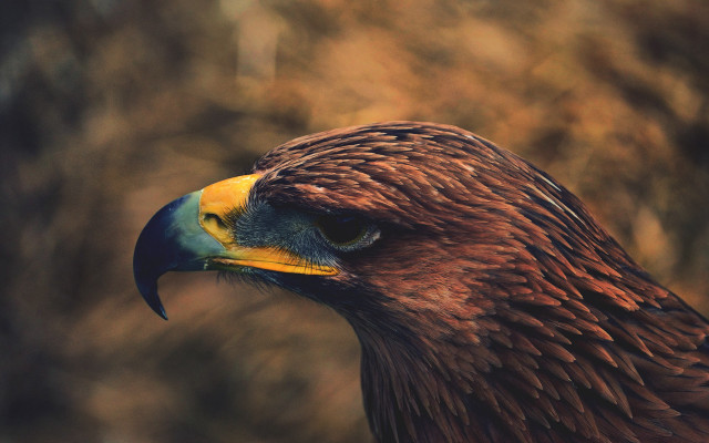 Bird of prey closeup blurry #2 free wallpaper for desktop - medium preview image