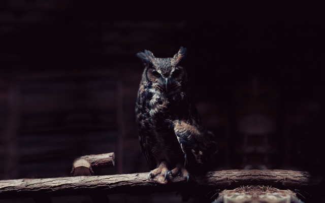 Owl branch dark room flemish free wallpaper for desktop - medium preview image
