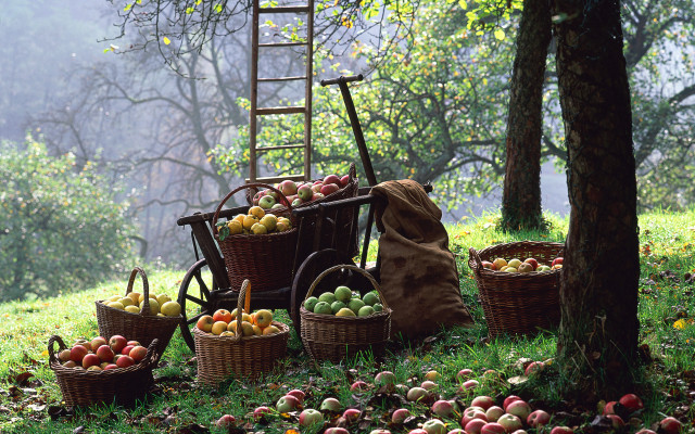 Wooden cart apples forest ladder free wallpaper for desktop - medium preview image