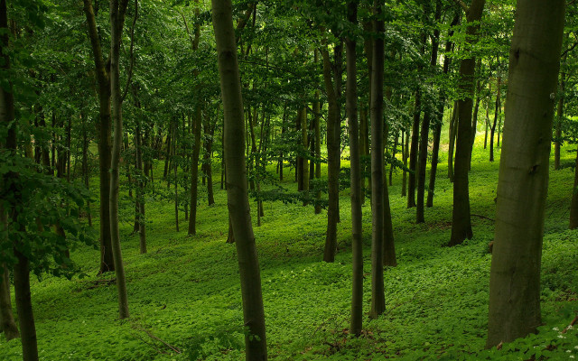 Lush green forest bench nature free wallpaper for desktop - medium preview image