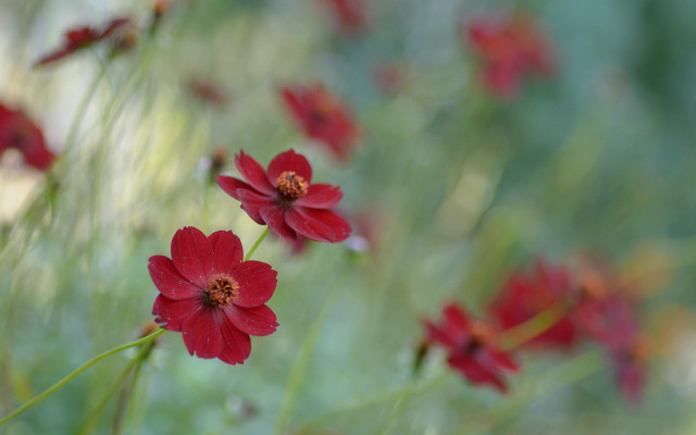 Red flowers bokeh shallow depth free wallpaper for desktop - medium preview image