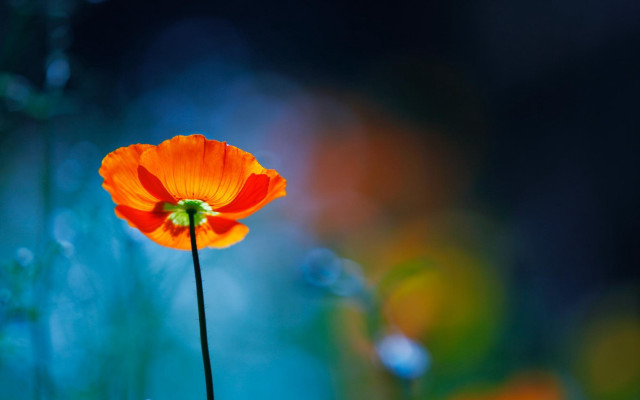 Orange flower glowing macro bokeh free wallpaper for desktop - medium preview image