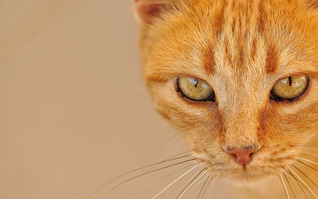 Cat eye closeup blurry background free wallpaper for desktop - medium preview image