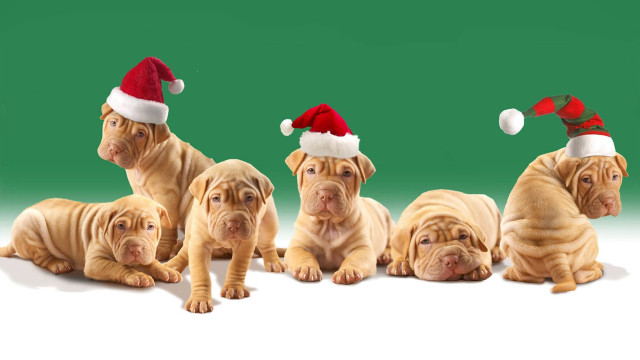 Dogs santa hats green background free wallpaper for desktop - medium preview image