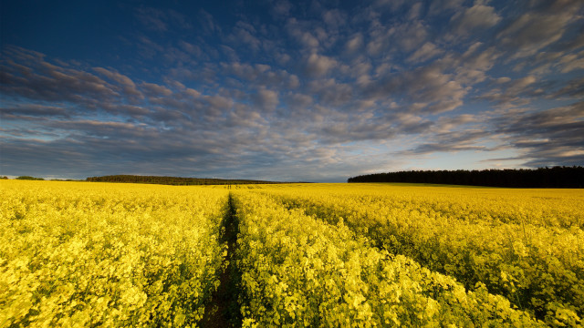 Yellow sunflowers cloudy sky autumn free wallpaper for desktop - medium preview image