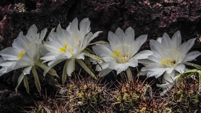 White flower rocky background water free wallpaper for desktop - medium preview image