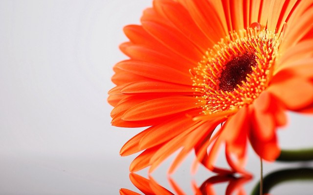 Bright orange flower macro black free wallpaper for desktop - medium preview image