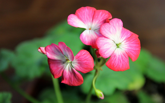 Pink flowers bokeh lily hibiscus free wallpaper for desktop - medium preview image