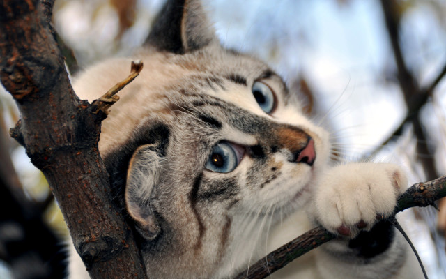 Cat climbing tree surprised blue free wallpaper for desktop - medium preview image