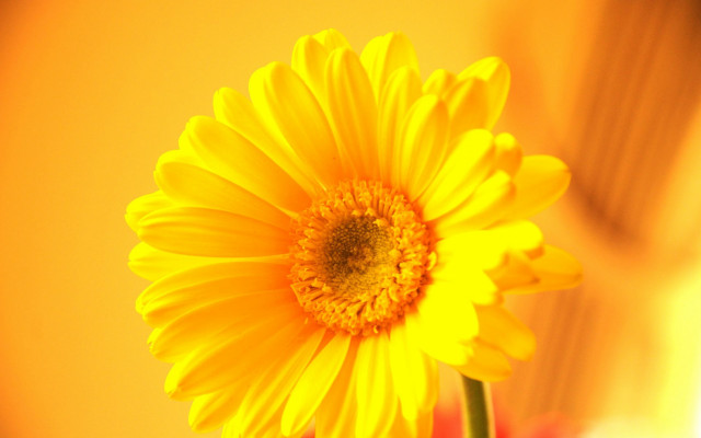 Yellow flower red vase autumn free wallpaper for desktop - medium preview image