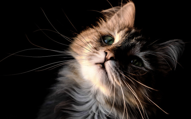 Cat green eyes portrait renaissance free wallpaper for desktop - medium preview image