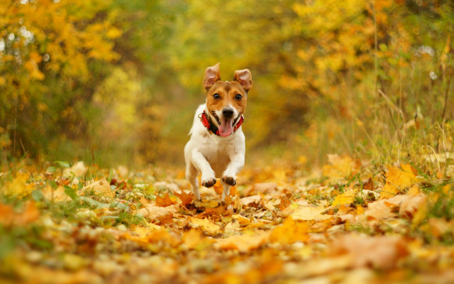 Dog running fall leaves open free wallpaper for desktop - medium preview image