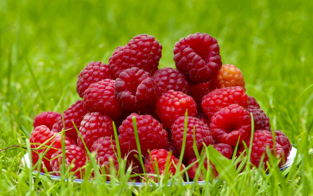 Raspberries grass sunny day blurry free wallpaper for desktop - medium preview image