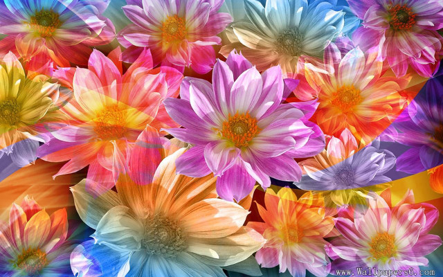 Colorful flowers blue background yellow free wallpaper for desktop - medium preview image