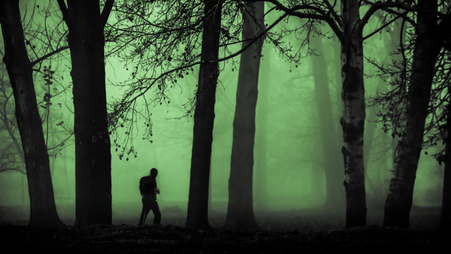 Forest fog green glow silhouette free wallpaper for desktop - medium preview image