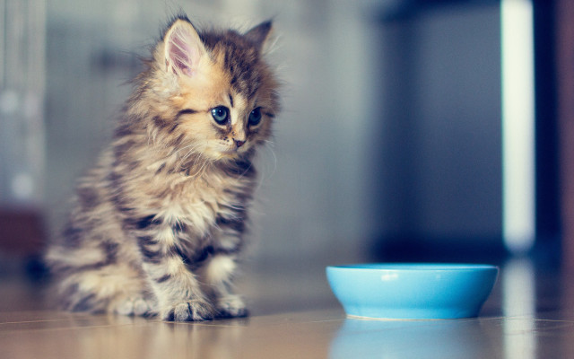 Small kitten blue bowl cute free wallpaper for desktop - medium preview image