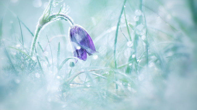 Purple flower dew grass macro free wallpaper for desktop - medium preview image
