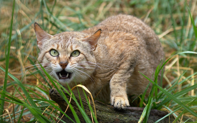 Cat log grass illustration sharp free wallpaper for desktop - medium preview image