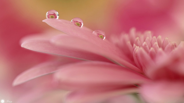 Pink flower water droplets yellow free wallpaper for desktop - medium preview image